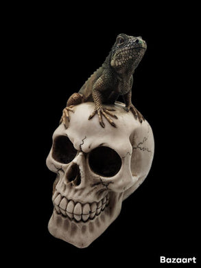 Iguana Skull